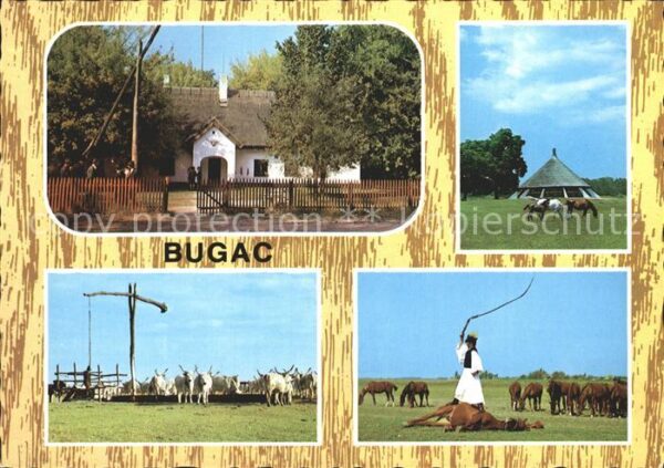 Bugac Reiter Pferde