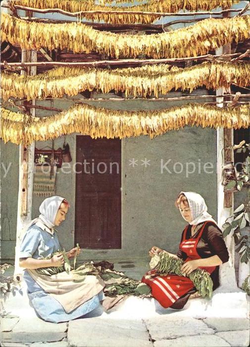 Griechenland Greece Tabakernte
