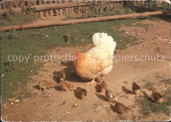 Gefluegel Henne Küken Ostern
