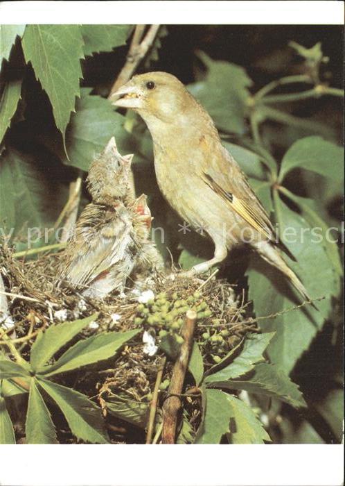 Voegel Grünling Nest