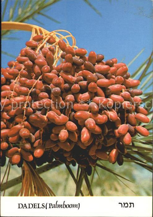 Obst Datteln Dattelpalme Dadels Palmboom