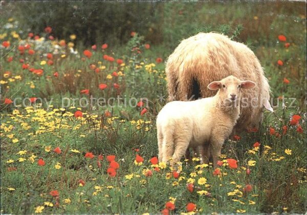 Schafe Lamm Ostern