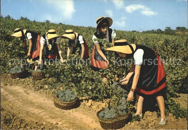 Ernte Landwirtschaft Trauben Weinlese Vendanges Languedoc