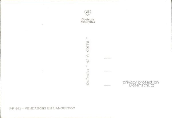 Ernte Landwirtschaft Trauben Weinlese Vendanges Languedoc – Bild 2