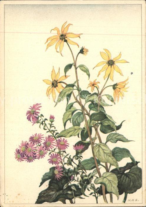 Blumen Kleinblütige Sonnenblume Aster