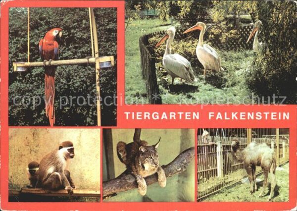 Falkenstein Vogtland Tiergarten Falkenstein Ara Meerkatzen L
