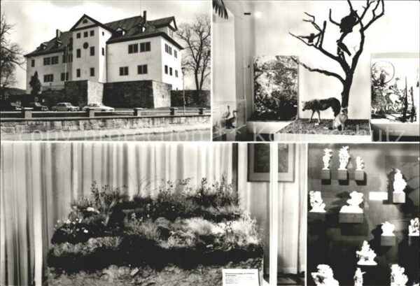 Bad Frankenhausen Kreisheimatmuseum Gipskristalle Wiesens