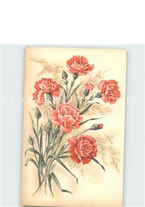 Blumen Nelken
