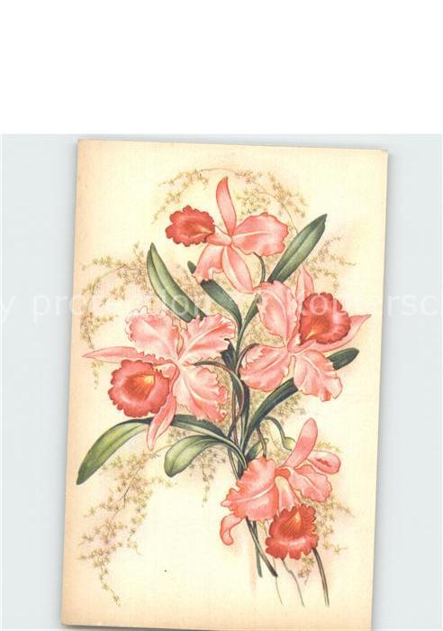 Blumen Lilien