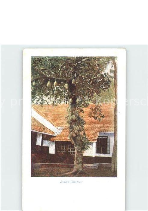 Baeume Trees Indian Jackfruit Jackfruchtbaum