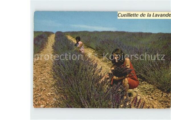 Ernte Landwirtschaft Lavendel Cueillette de la lavande Cote