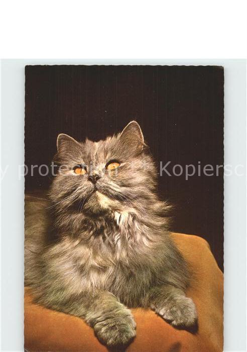 Katzen