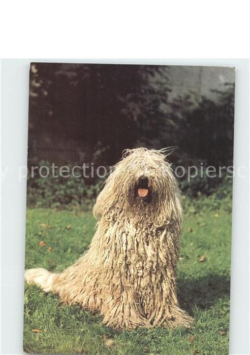 Hunde Komondor