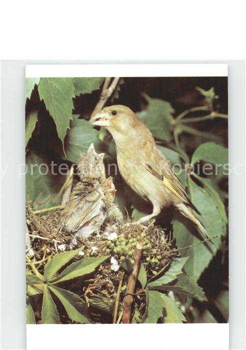 Voegel Grünling Nest