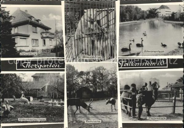 Falkenstein Vogtland Tiergarten Braunbären Schwanenteich Tra