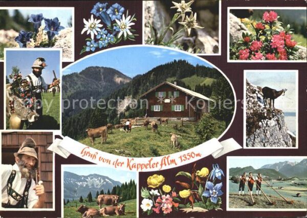 Nesselwang Kappeler Alm Alpenflora Steinbock Hornb