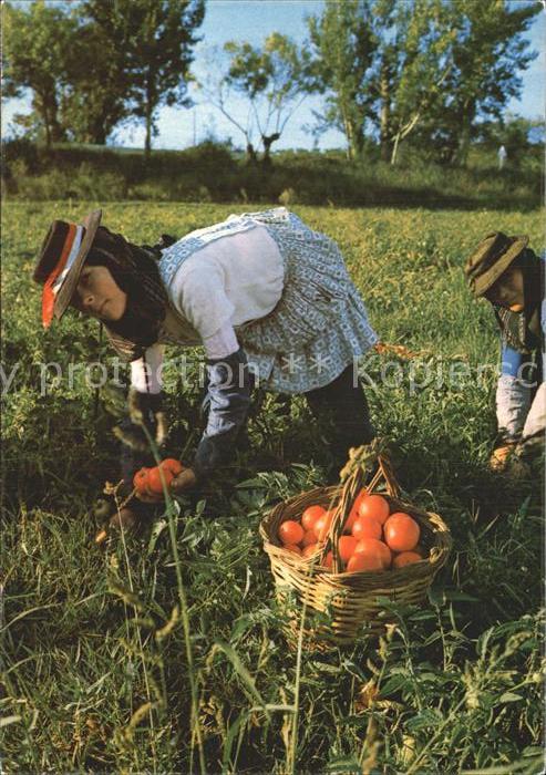 Portugal Erntezeit