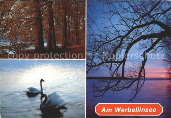 Werbellinsee-Altenhof Abendstimmung Schwäne Biospärenreservat