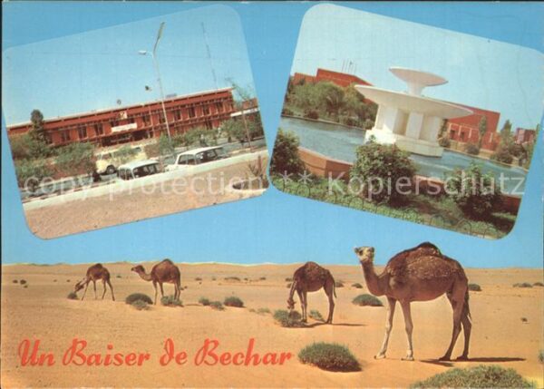 Bechar Gebäude Brunnen Wüste Kamele