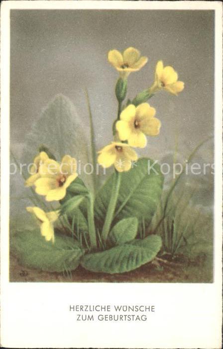 Geburtstag Schlüsselblumen