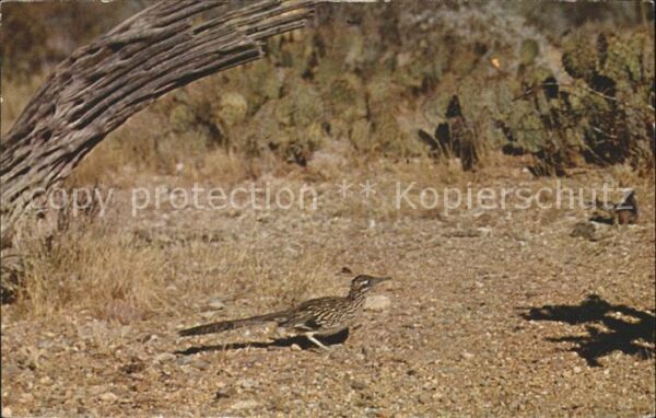 Voegel Roadrunner Wegekuckuck