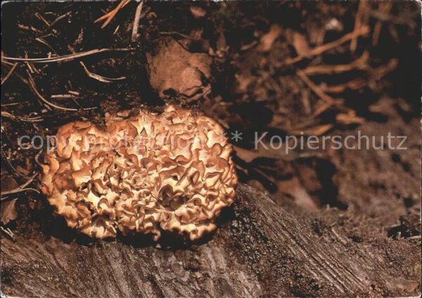 Pilze Krause Glucke Sparassis crispa