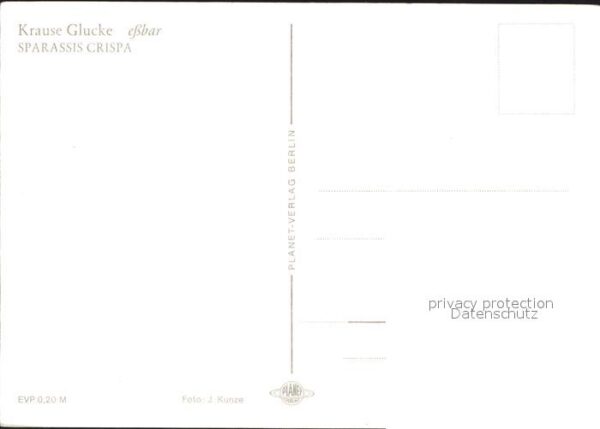 Pilze Krause Glucke Sparassis crispa – Bild 2