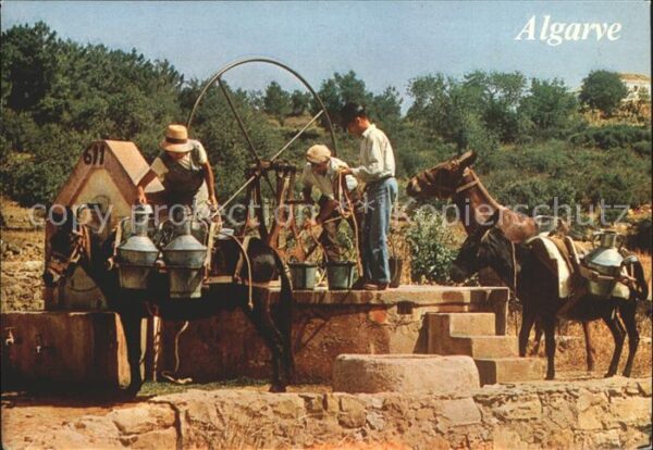 Esel Tiere Algarve Brunnen