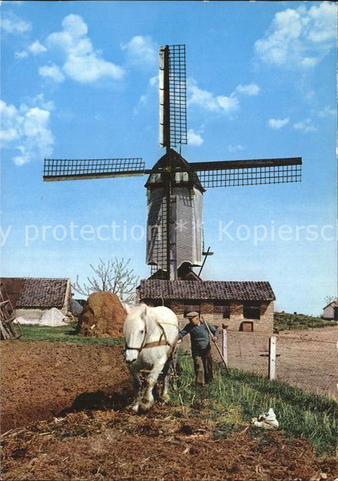 Windmuehle Holland Landwirtschaft Pferd