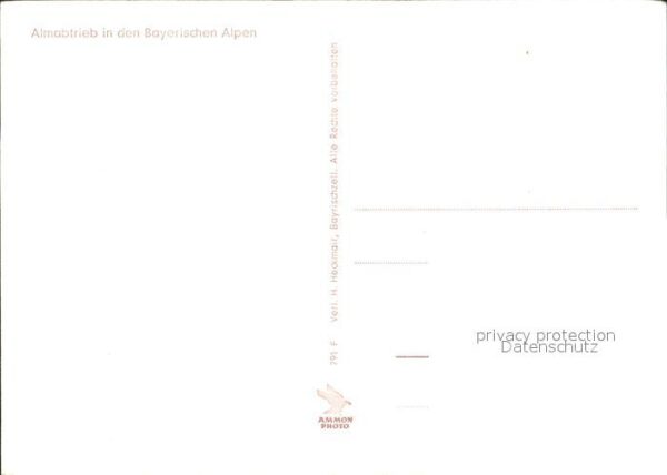 Kuehe Almabtrieb Bayerische Alpen – Bild 2