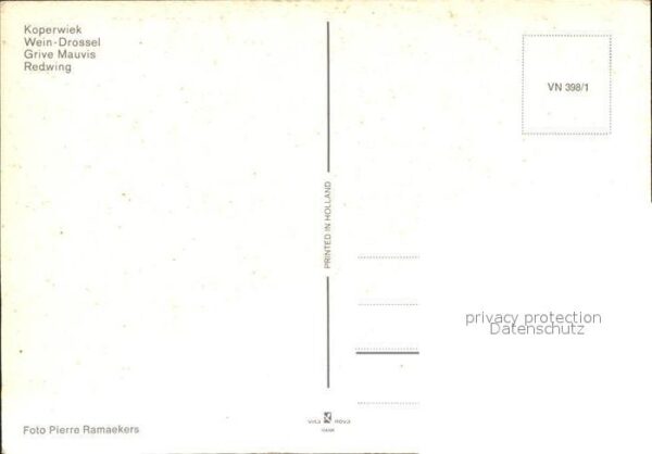 Voegel Wein-Drossel – Bild 2