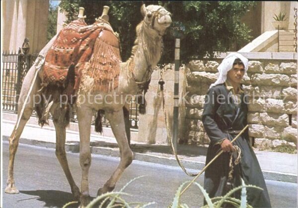 Kamel  Camel Chameau Jerusalem Old City Street Scene