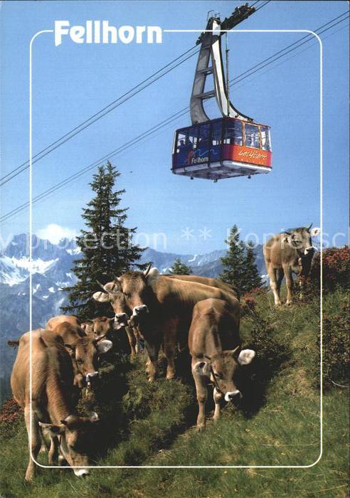 Seilbahn Fellhorn Oberstdorf Kühe