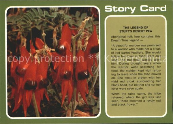 Blumen Sturt's desert pea Legend Broken Hill N