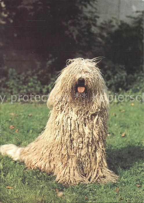 Hunde Komondor