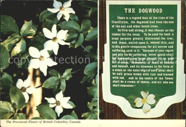 Blumen Dogwood British Columbia Canada Hartrie