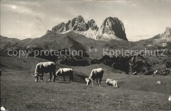 Sassolungo Langkofel Kühe auf der Alm
