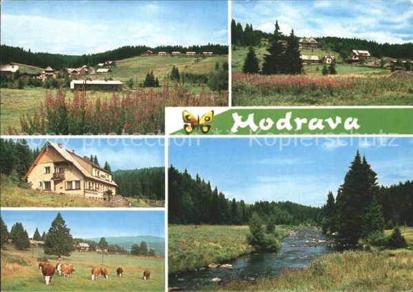 Modrava Kühe und Bach