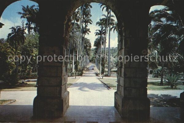 Barbados Driveway of Codrington College