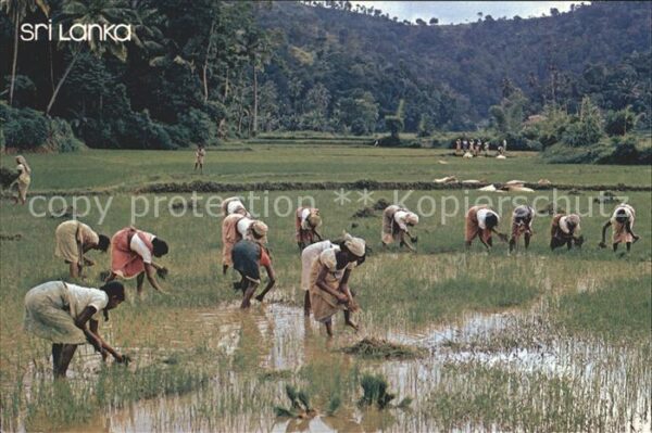 Sri Lanka Feldarbeiter