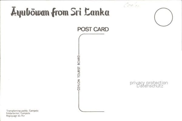 Sri Lanka Feldarbeiter – Bild 2