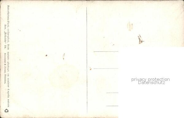 Eichenblatt-Litho – Bild 2