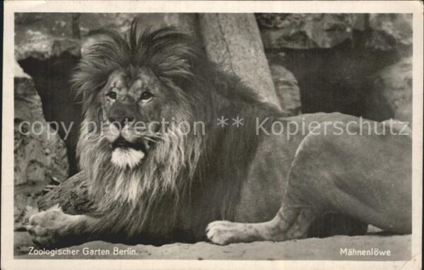 Loewe Mähnenlöwe Zoologischer Garten Berlin