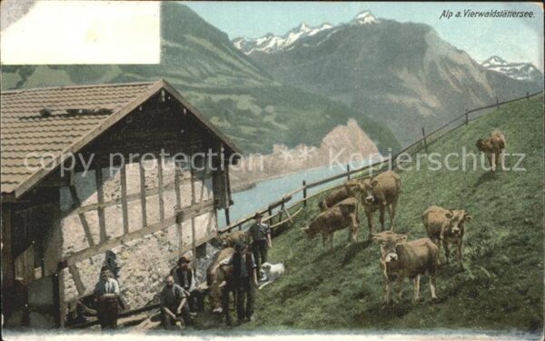 Kuehe Alp Vierwaldstättersee