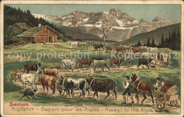 Kuehe Alpfahrt Sentum Pferdekutsche Litho