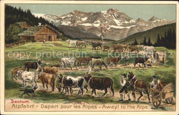 Kuehe Alpfahrt Sentum Pferdekutsche Litho
