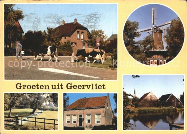 Geervliet Kühe Windmühle