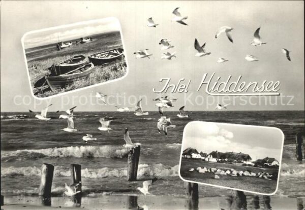 Neuendorf Hiddensee Möwen am Strand Fischerboote