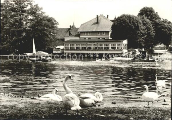 Caputh Gaststätte Cafe Fährhaus am See Schwäne