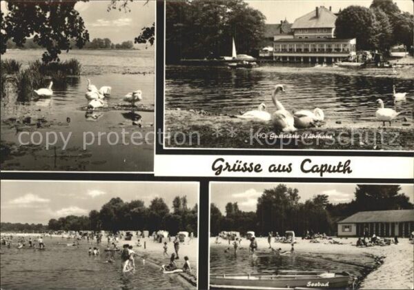 Caputh Schwäne HO Gaststätte Strand Seebad